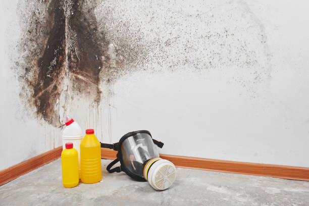 Best White Mold Remediation in Wallace, FL