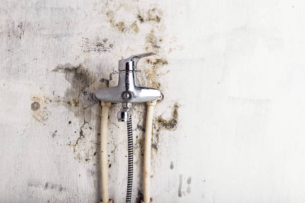 Best DIY Mold Remediation Support Services in Wallace, FL