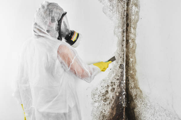 Trusted Wallace, FL Mold Remediation Experts