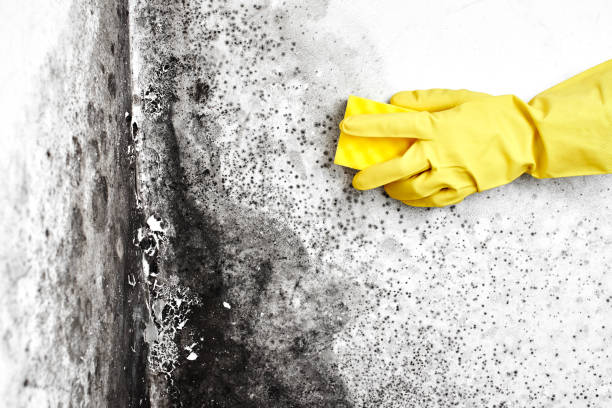 Best Black Mold Remediation in Wallace, FL