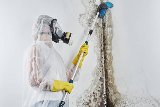 Best Commercial Mold Remediation in Wallace, FL