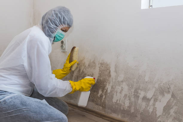 Best Bathroom Mold Remediation in Wallace, FL