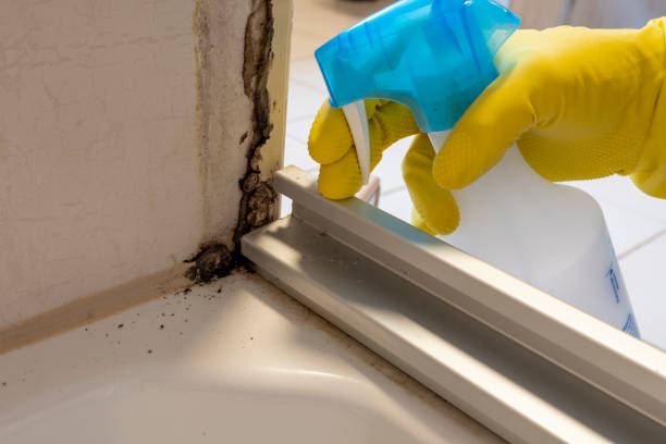 Best DIY Mold Remediation Support Services in Wallace, FL