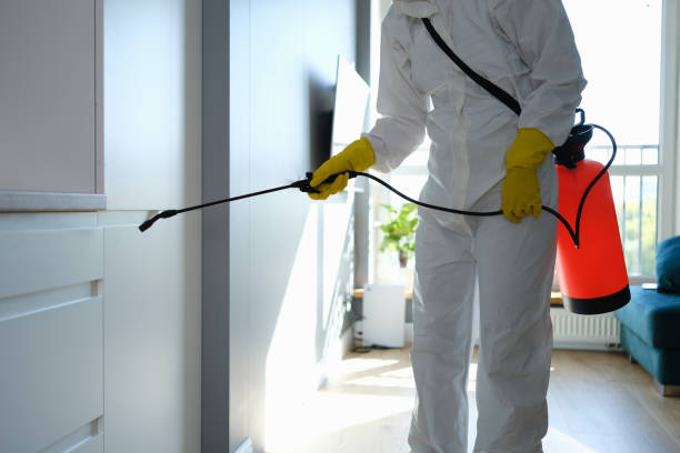 Best Black Mold Remediation in Wallace, FL