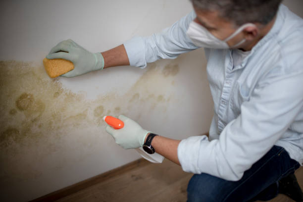 Best Basement Mold Remediation in Wallace, FL