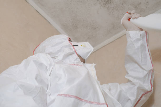 Best Attic Mold Remediation in Wallace, FL