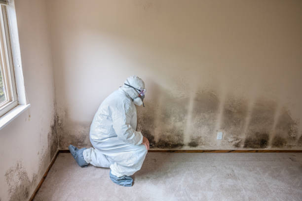 Best Mold Testing and Inspection Services in Wallace, FL