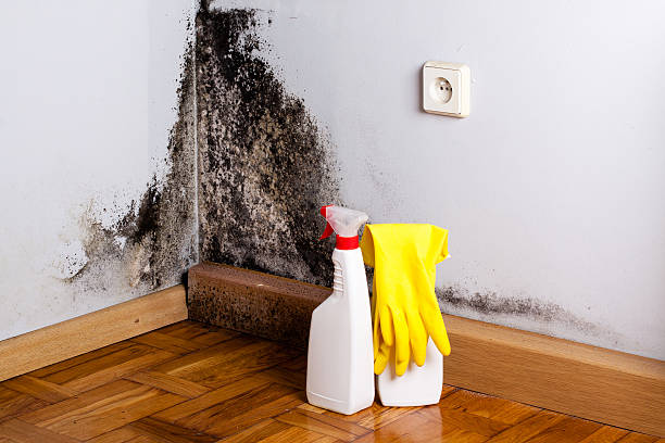 Best Commercial Mold Remediation in Wallace, FL