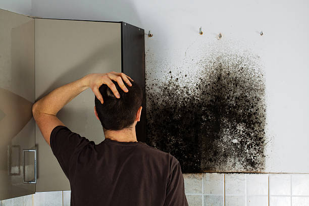 Best Bathroom Mold Remediation in Wallace, FL