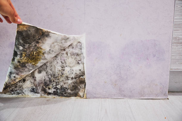 Best Post-Flood Mold Remediation in Wallace, FL